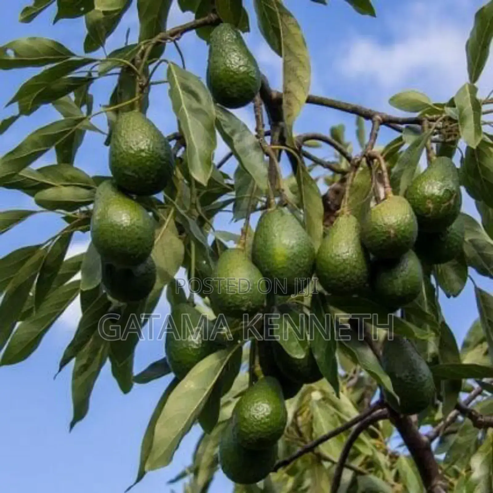 Avocado (Persea Americana) Seedlings
