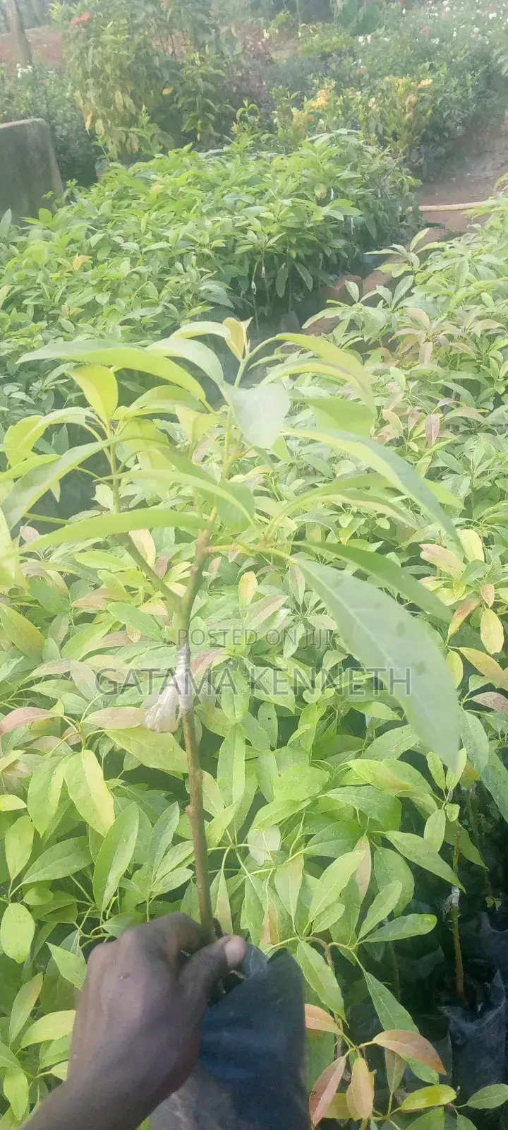 Avocado (Persea Americana) Seedlings