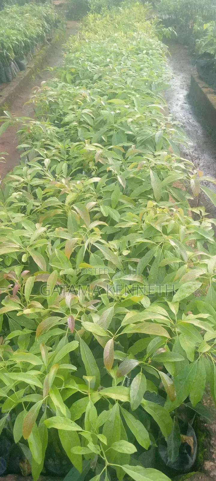 Avocado (Persea Americana) Seedlings