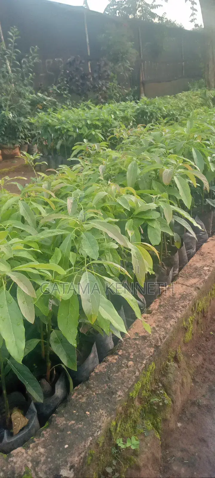 Avocado (Persea Americana) Seedlings