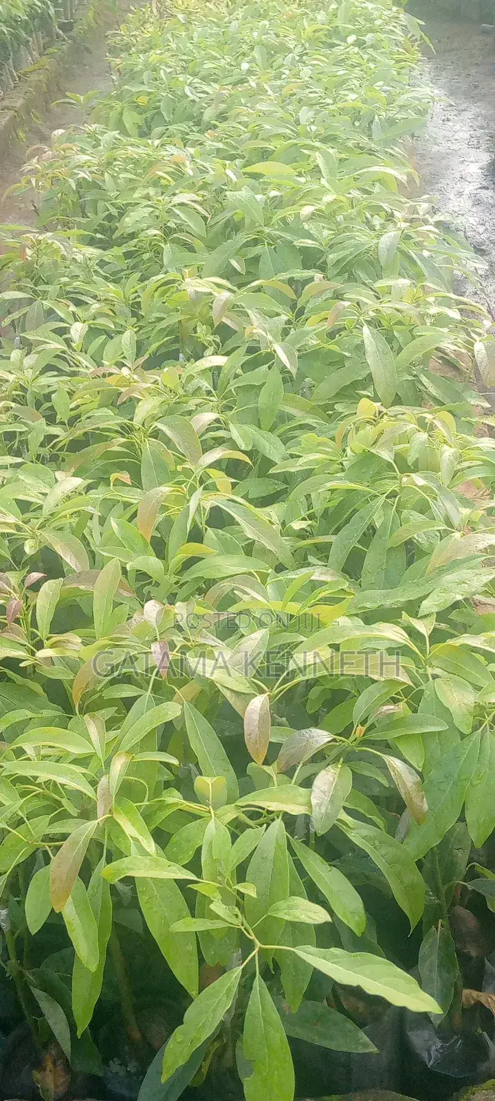 Avocado (Persea Americana) Seedlings