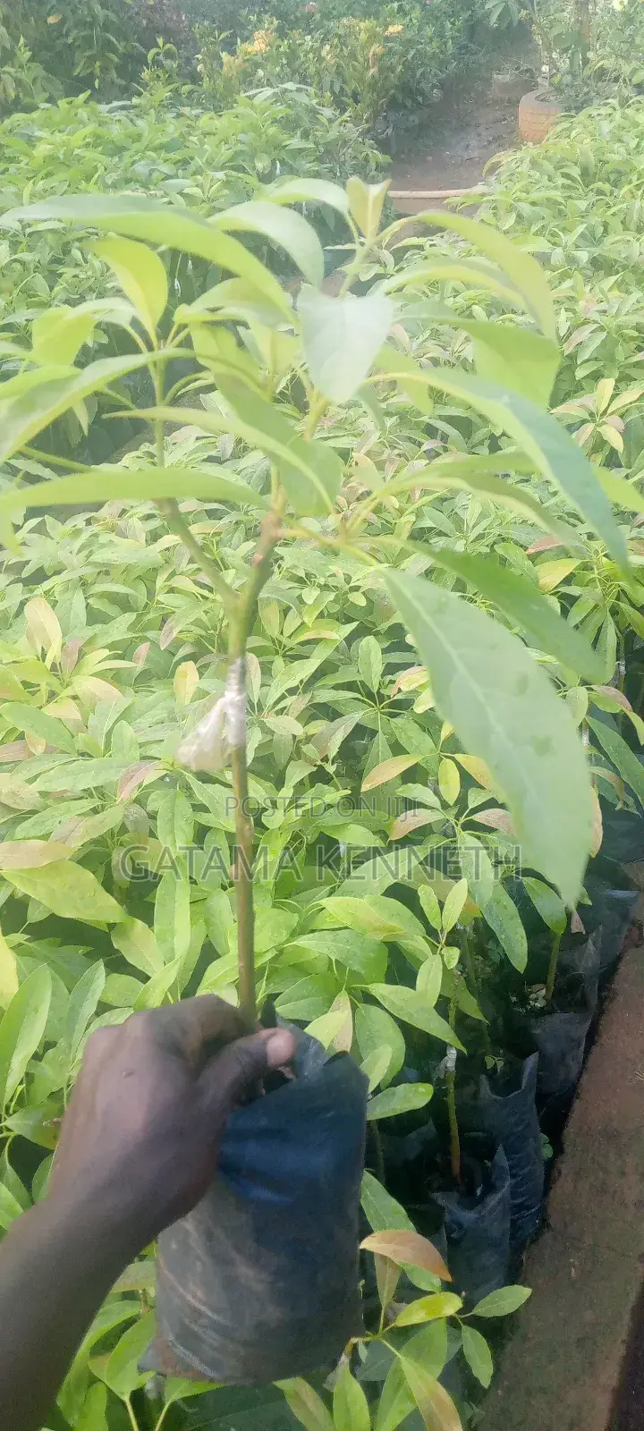 Avocado (Persea Americana) Seedlings