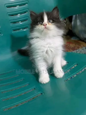 1-3 months Male Purebred American Bobtail