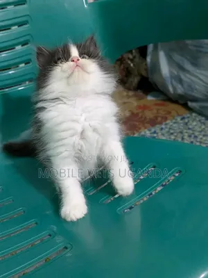 0-1 month Female Purebred Birman