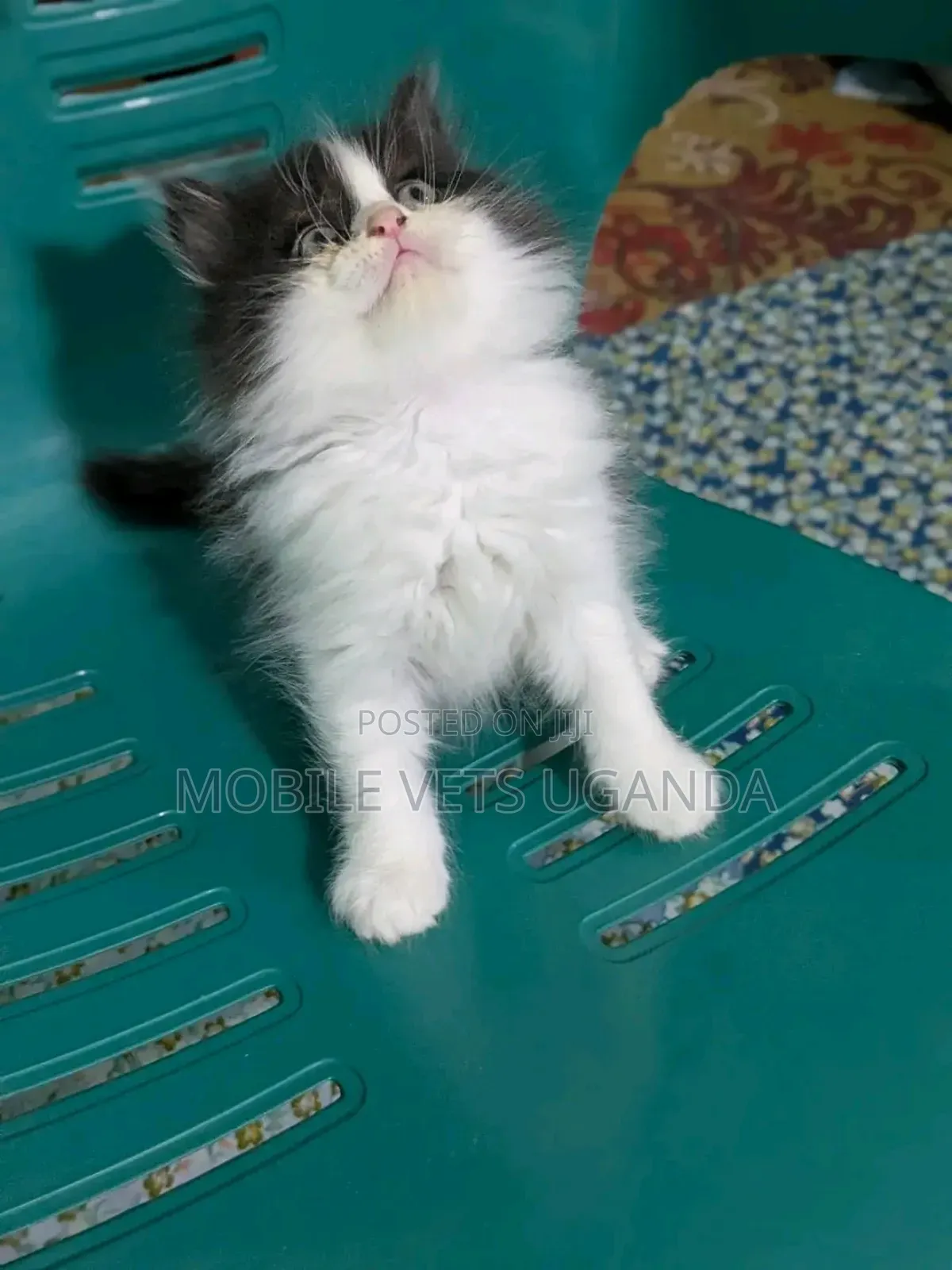 3-6 months Male Purebred Nebelung