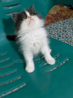 3-6 months Male Purebred Nebelung