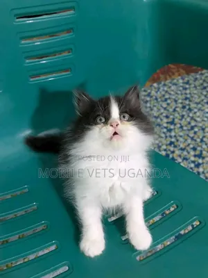 0-1 month Female Purebred Singapura