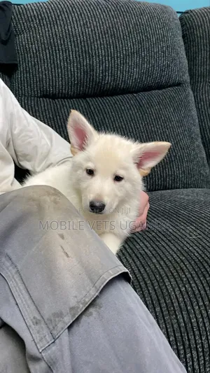 1-3 months Male Purebred Japanese Spitz