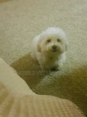3-6 months Male Purebred Maltese