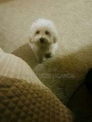 0-1 month Female Purebred Maltese