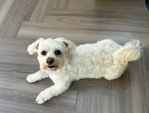 3-6 months Female Purebred Maltese