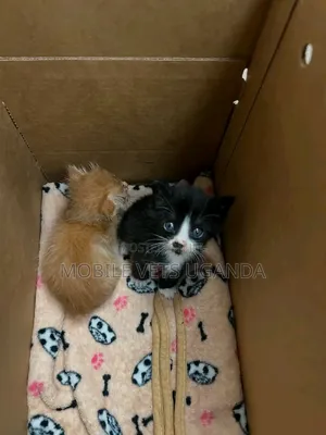 0-1 month Male Purebred Himalayan