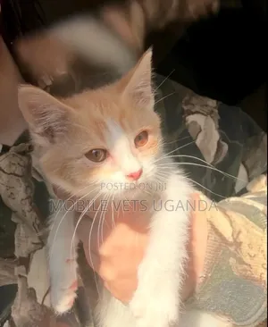 0-1 month Male Purebred American Curl