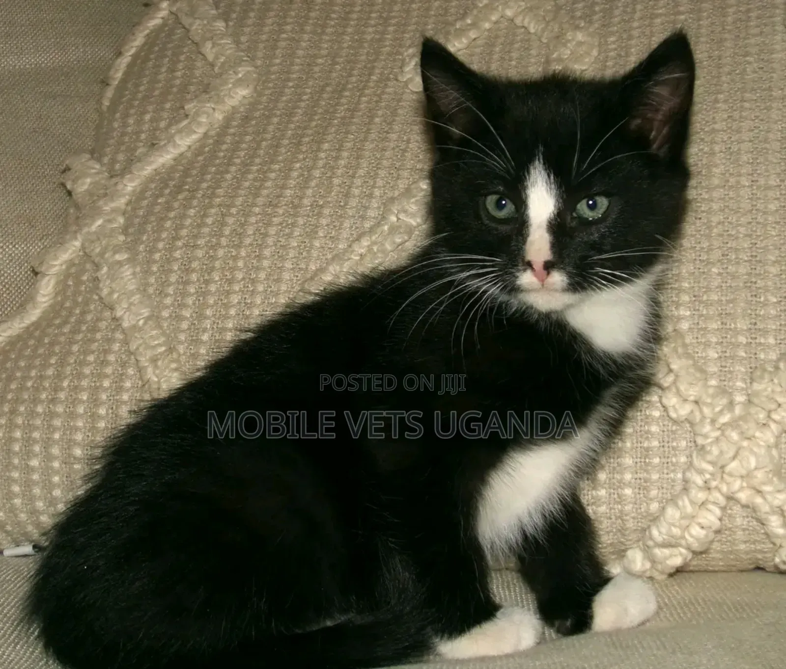 1-3 months Male Purebred Somali