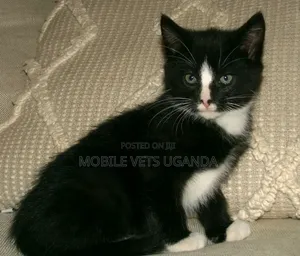 1-3 months Male Purebred Somali