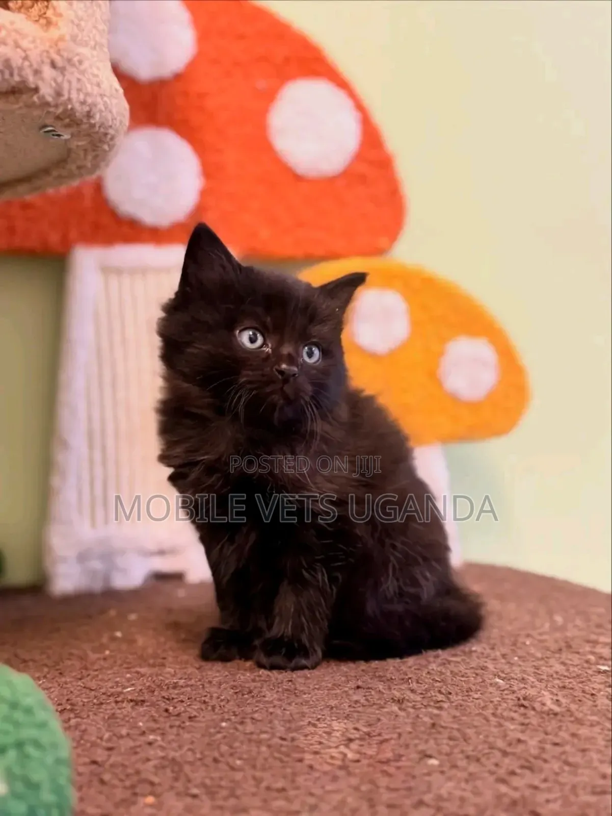 1-3 months Male Purebred Siberian