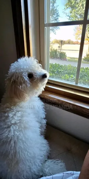 1-3 months Female Purebred Maltese