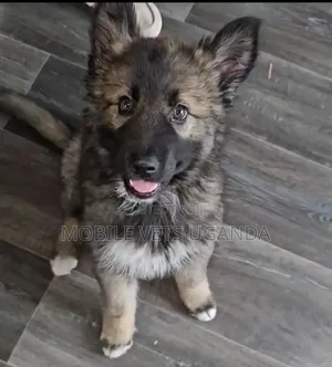 3-6 months Female Purebred German Shepherd