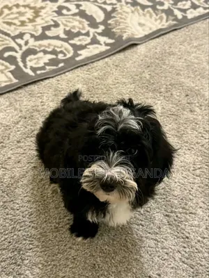 1-3 months Male Purebred Maltese