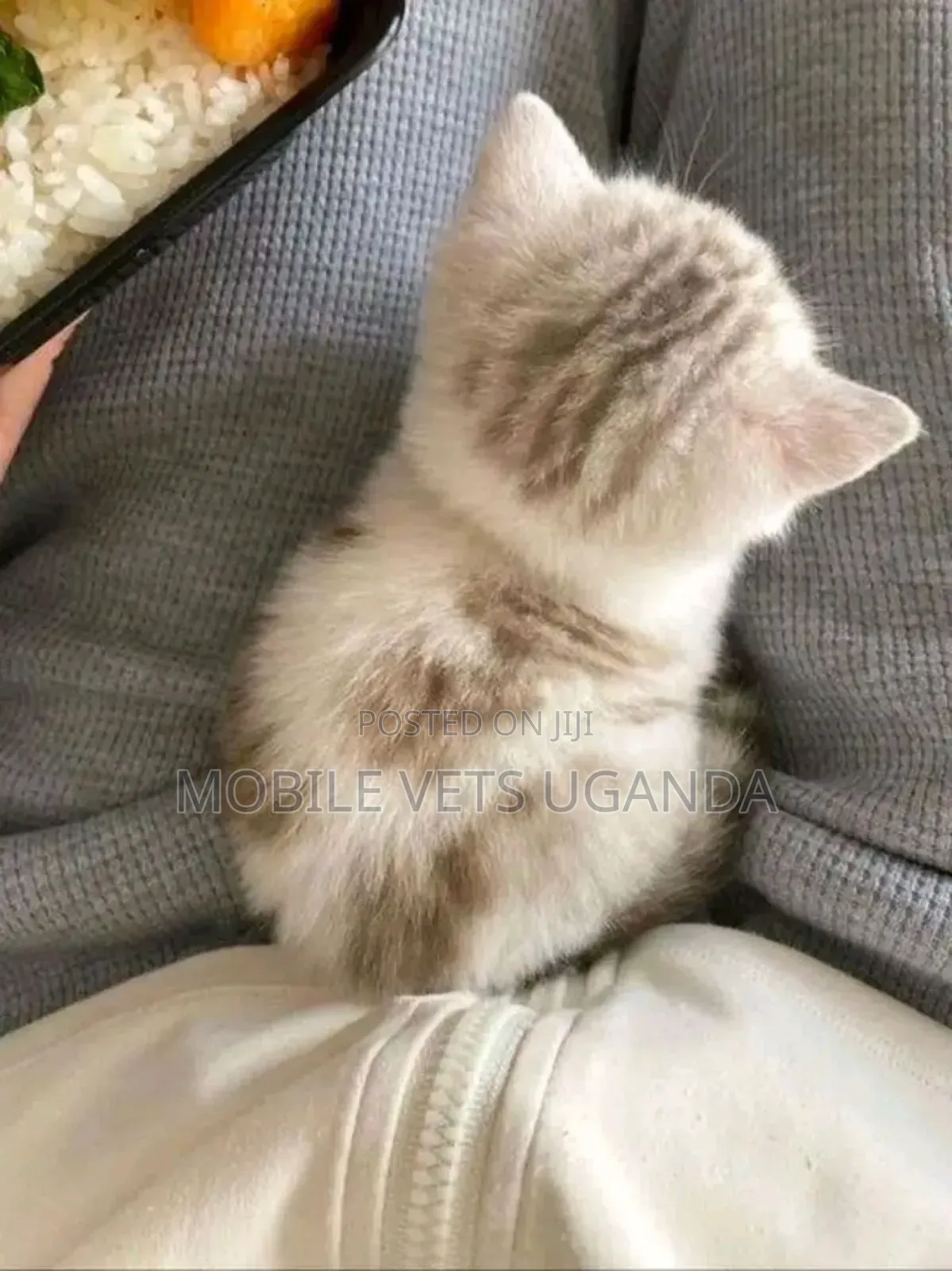 1-3 months Female Purebred American Bobtail