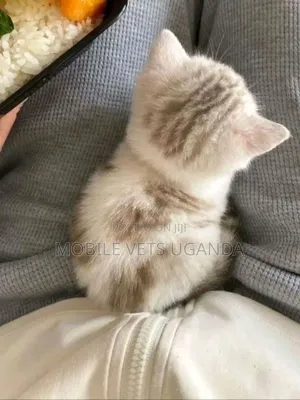1-3 months Female Purebred American Bobtail
