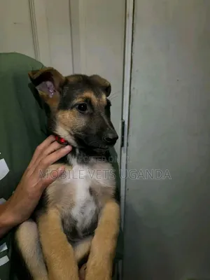 1-3 months Male Purebred German Shepherd