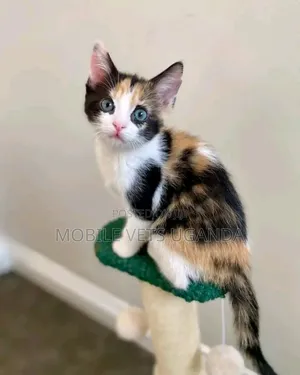 3-6 months Female Purebred Balinese