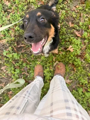 6-12 months Female Mixed Breed German Shepherd