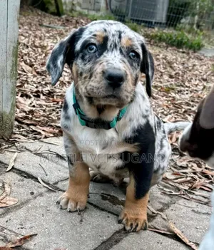 1-3 months Female Purebred Dachshund