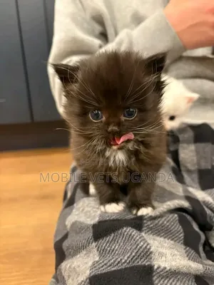0-1 month Female Purebred Russian Blue
