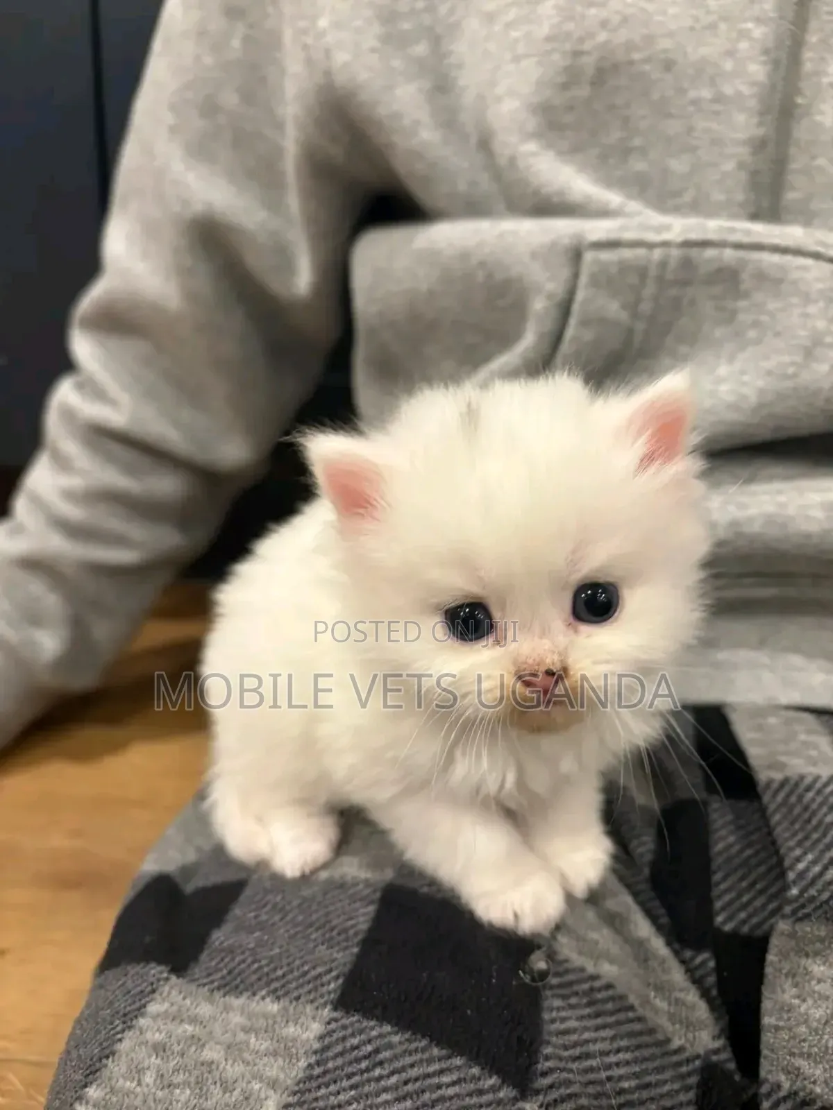 0-1 month Female Purebred Scottish Fold