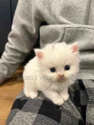 0-1 month Female Purebred Scottish Fold