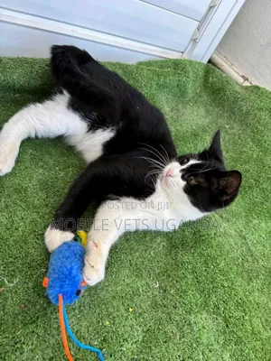 3-6 months Female Purebred Exotic