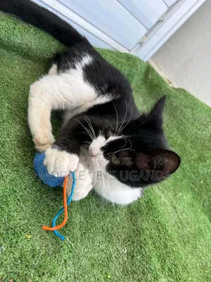 1-3 months Male Purebred Manx