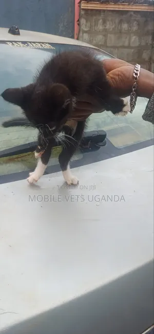 1-3 months Female Purebred Somali