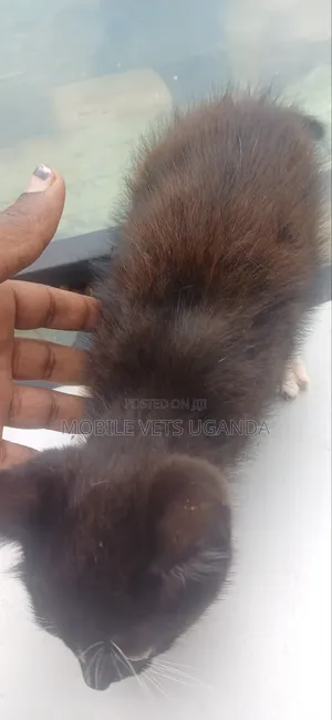 0-1 month Female Purebred Bombay