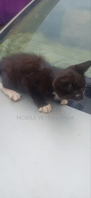 3-6 months Male Purebred Nebelung