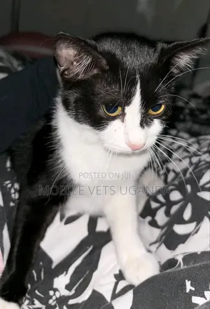 1-3 months Male Purebred American Shorthair