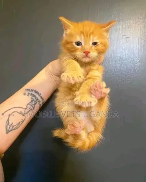 1-3 months Male Purebred American Wirehair