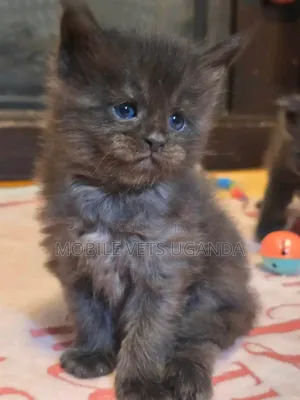0-1 month Male Purebred Persian