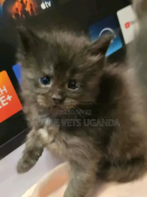 0-1 month Male Purebred Himalayan