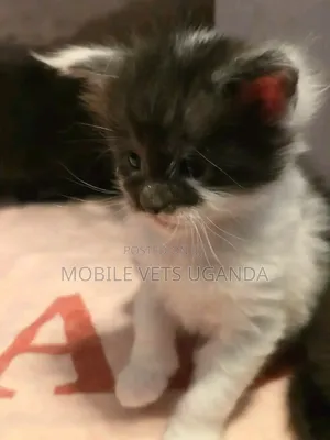 0-1 month Female Purebred American Shorthair
