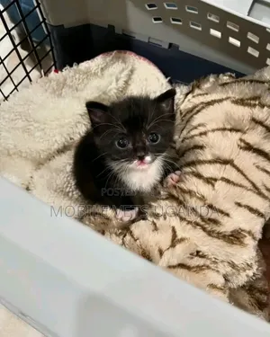 0-1 month Male Purebred Korat
