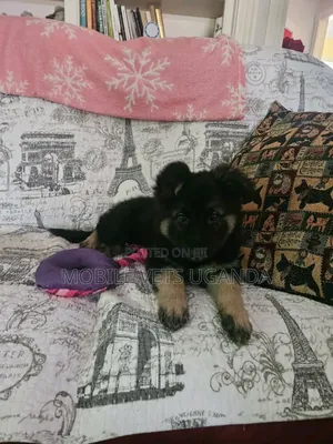 1-3 months Female Purebred German Shepherd