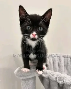1-3 months Male Purebred Bombay