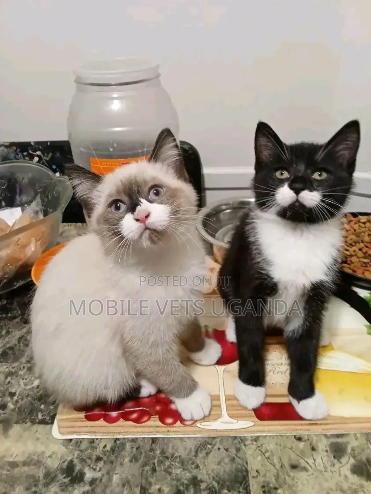 1-3 months Female Purebred Devon Rex