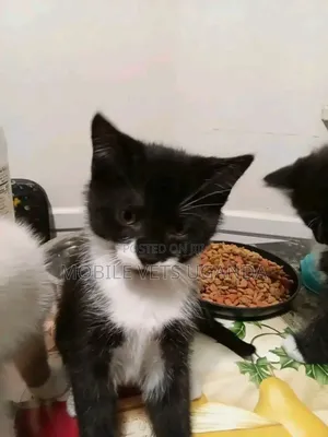 3-6 months Male Purebred American Shorthair