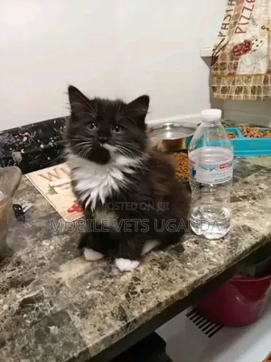 1-3 months Male Purebred Egyptian Mau