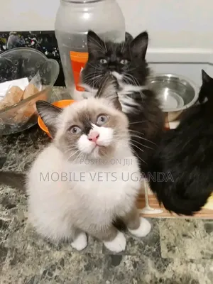 3-6 months Male Purebred Savannah