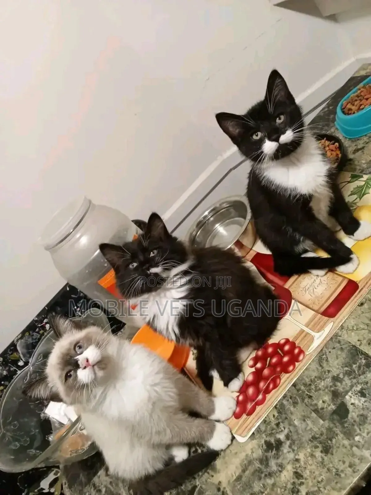3-6 months Female Purebred Russian Blue